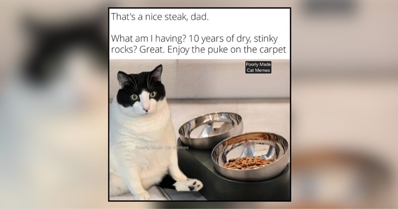 cat memes | thumbnail includes one meme and one picture of text including 'That's a nice steak, dad. What am I having? 10 years of dry, stinky rocks? Great. Enjoy the puke on the carpet' 