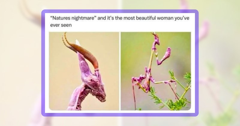 27 bug memes | thumbnail includes one meme including '"Natures nightmare" and it's the most beautiful woman you've ever seen'