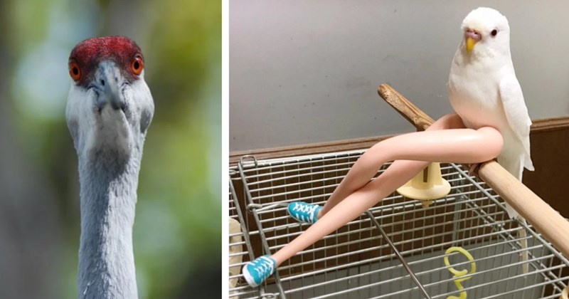 21 Peckuliar Bird Pics Light Feathery Start Work Week | thumbnail includes two images one image shows a long neck red and gray bird, the other image shows a white budgie with long white plastic legs 