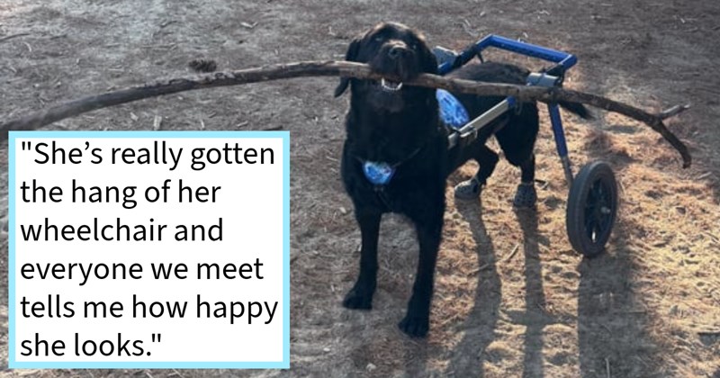 ‘She’s has actually started wagging her tail again (for the first time 9 months!!!).’: inspiring differently abled doggo who found her spark again after months unconditional love support from pawrent following mysterious injury | thumbnail includes one image which shows a black labrador holding stick in mouth in a blue dog wheelchair on dirt road ‘“She’s really gotten the hang of her wheelchair and everyone we meet tells me how happy she looks.”’