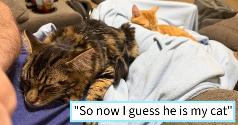 Cat distribution system drops off abandoned kitty feline loving family’s driveway, after unsuccessfully locating original pawrents joins fur family 3 cute cats, cat dad says: ‘He loves cuddle sleeps next me night.’  | thumbnail includes one image which shows a tabby cat lying on a persons lap with orange cat behind ‘“So now I guess he is my cat”’