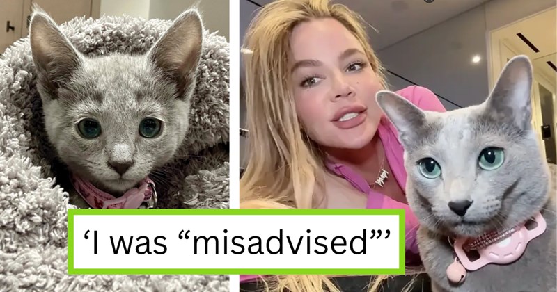 Pictures of Khloé Kardashian, her daughter, and their cats | Thumbnail includes one picture of a gray kitten, one picture of Khloé Kardashian and her gray cat, and one picture of text including '‘I was “misadvised”’'