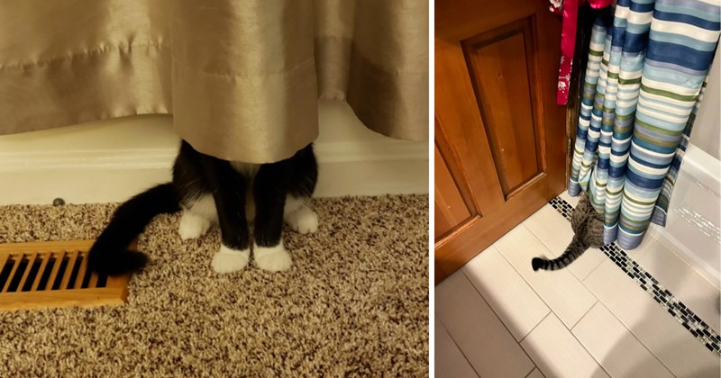 cat pictures | thumbnail includes two pictures of cats 