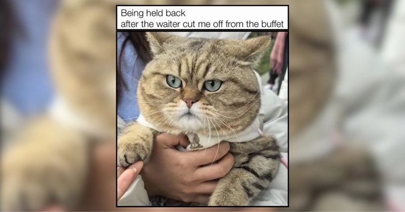 'Cat got your tongue?': 28 Unspeakably Cute Kitties to Scroll Through This Sunday
