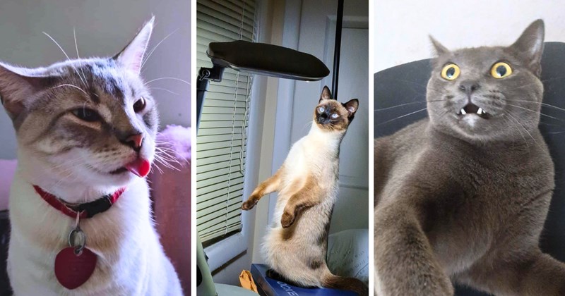 50 cat pictures, 1 text picture | thumbnail includes three pictures of cats