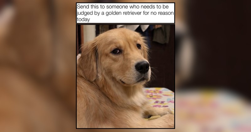 A Sunday Scroll Sesh of Silly Animal Memes to LoL