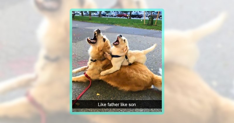20 animal memes | thumbnail includes one meme including 'Like father like son'