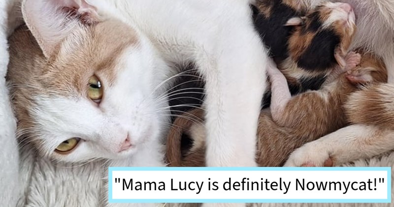 Pregnant stray cat chooses hooman’s home deliver her litter, turning her new furever home  feline nursery staffed her new pawrents, cat mom says: ‘Both Mama babies doing wonderfully!’ | thumbnail includes one image which shows a mother cat cuddling her three kittens who are nursing from her ‘“Mama Lucy is definitely Nowmycat!”’