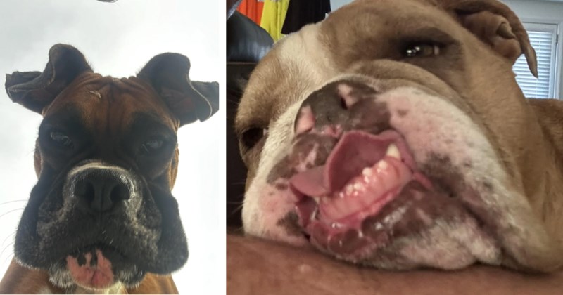 22 Hilariously Awkward Boxer Pup Pics Dose Doggo Derp | thumbnail includes two images one image shows a boxer dog from below face skin hanging, the other image shows a boxer dog with mouth half open 