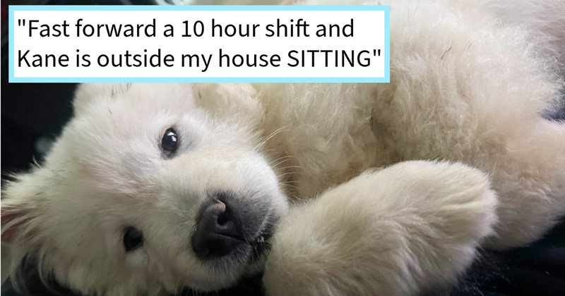 Abandoned Chow Chow puppy appears dog lover’s door after wishing new pupper love, resulting heartfelt adoption life love, cuddles kisses, dog dad says: ‘He thinks he’s emperor of China but then loves getting smooched.’ | thumbnail includes one image which shows a fluffy white puppy lying on side ‘“Fast forward a 10 hour shift and Kane is outside my house SITTING”’