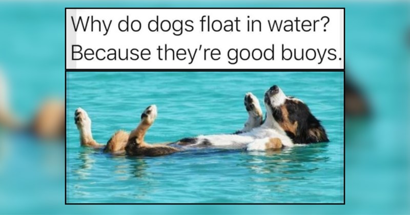 Man's Best Friend Memes of Good Boys and Good Girls for Good Luck This Week