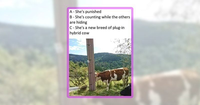 26 cow memes | thumbnail includes one meme including 'A - She's punished B - She's counting while the others are hiding C - She's a new breed of plug-in hybrid cow'
