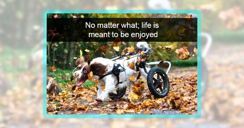 27 dog memes | thumbnail includes one meme including 'No matter what; life is meant to be enjoyed'