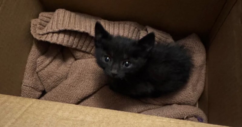 Skinny kitty found in Taco Bell drive thru by kind human who almost went to McDonald's instead: 'Taco Bell really outdid themselves with this surprise value menu item'