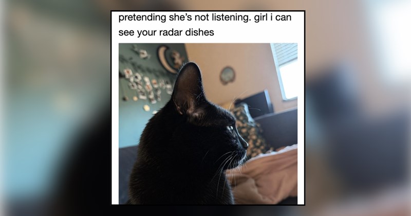 30 cat memes | thumbnail includes one meme and one picture of text including '' 