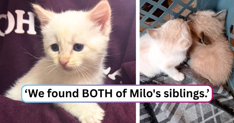 24 text pictures, 13 kitten pictures | thumbnail includes two pictures of kittens, and ‘We found BOTH of Milo's siblings.’