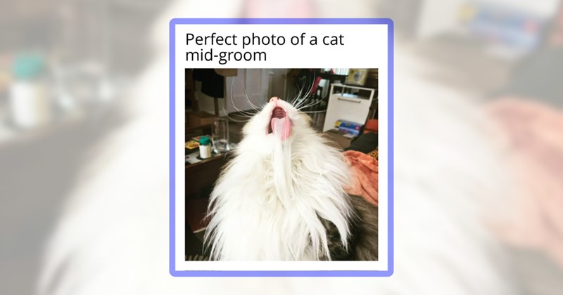 33 cat memes | thumbnail includes one meme including 'Perfect photo of a cat mid-groom'
