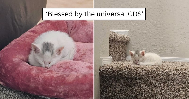 25 pictures of cats and text | thumbnail includes two pictures of a cat and one picture of text including '‘Blessed by the universal CDS’' 