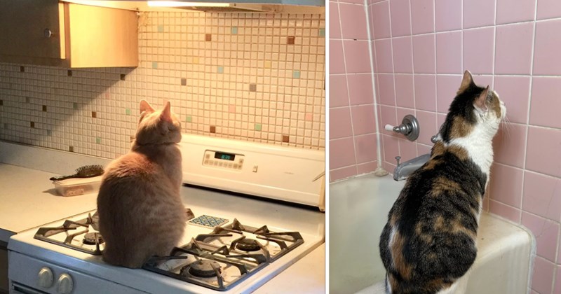 30 pictures of cats | thumbnail includes two pictures of cats 