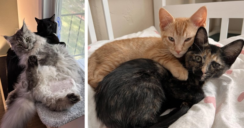 25 Cuddling Cats Calming Kick-Off Working Day | thumbnail includes two images one image shows a grey and white long hair cat lying on its back on a black cat, the other image shows an orange kitten cuddling a calico kitten from behind on bed