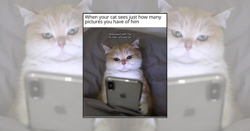 funny cat memes relatable cat memes Cats cat memes Cats - 45476357