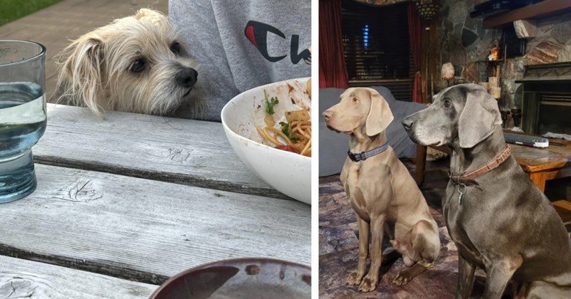   20 Heartmelting Pics Begging Puppers who Just Want One More Treat | thumbnail includes two images one image shows a scruffy small white dog begging for food from a bowl on table, the other image shows two weimaraners sitting begging in living room
