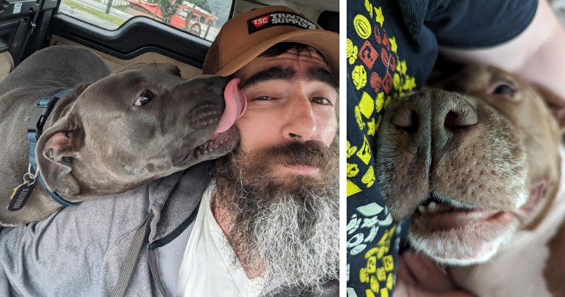  22 Cute Cuddling Pit Bull Pics Proving Their Bark Is Worse Than Their Bite | thumbnail includes two images one image shows a black pit bull licking a man’s face inside car, the other image shows a pit bull lying on persons chest 