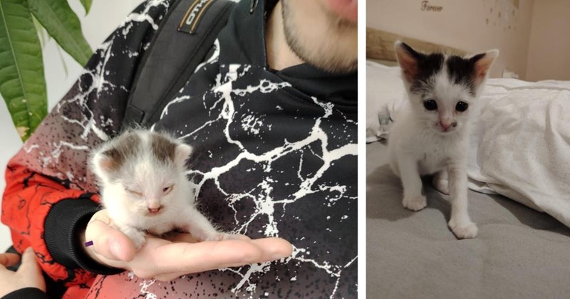 Woman sends her boyfriend to the grocery store, he finds a kitten in the parking lot and brings the cat home instead: 'He knew I'd be excited about it'