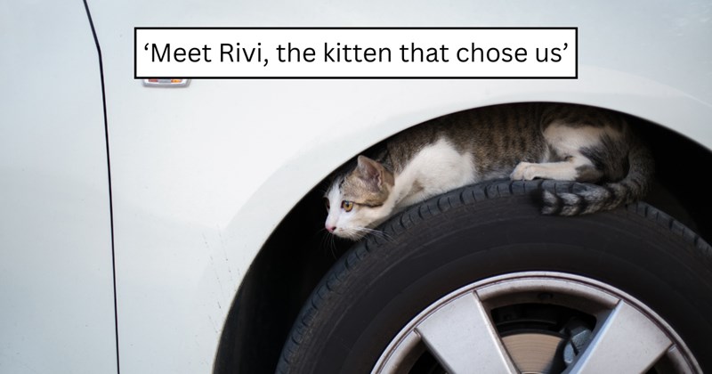 26 pictures of cats and text | thumbnail includes one picture of a cat and one picture of text including '‘Meet Rivi, the kitten that chose us’' 