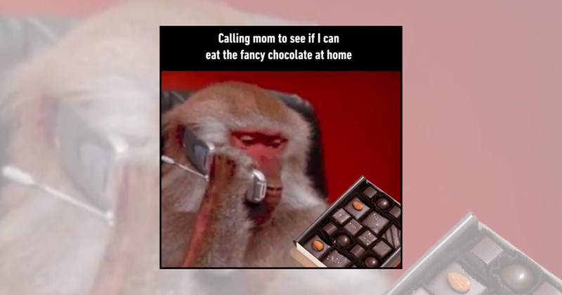 chocolate memes snacks dessert funny food memes Funny Memes - 45488389