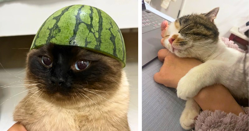 32 pictures of cute cats and kittens | Thumbnail includes one picture of a Siamese cat wearing a watermelon helmet and one picture of a cat hugging its owner’s arm
