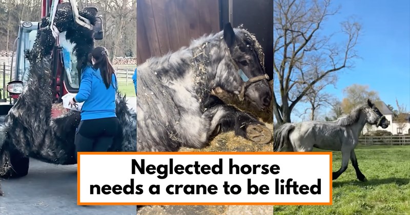 Story and video of a horse rescue and recovery | Thumbnail includes one picture of a horse being lifted by a crane, one picture of a horse in a stable, and one picture of a horse running in a green pasture