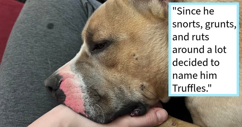 Dumped dog gets honey-filled furever home after begging beekeeper help, gaining canine sister and love, dog dad says: ‘wasn’t expecting suddenly be taking care another dog, but I refuse let him be stuck out on streets.’  | thumbnail includes one image which shows a brown dog lying on persons lap ‘“Since he snorts, grunts and ruts around a lot decided to name him Truffles.”’