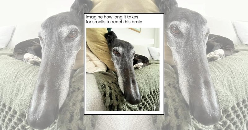 cute dogs dog memes greyhound doggo memes Doggos - 45491973