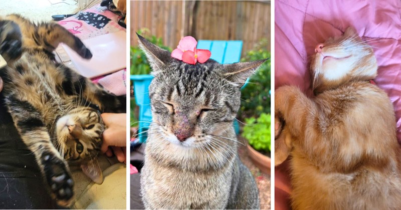 34 cat pictures, 1 text picture | thumbnail includes three pictures of cats