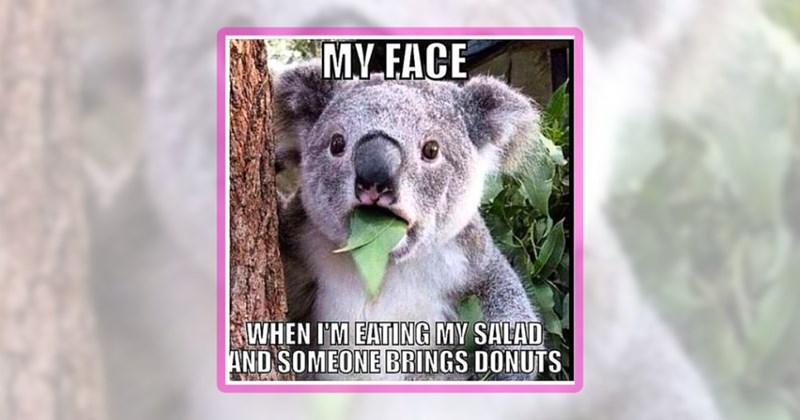 27 animal memes | thumbnail includes one meme including 'MY FACE WHEN I'M EATING MY SALAD AND SOMEONE BRINGS DONUTS'