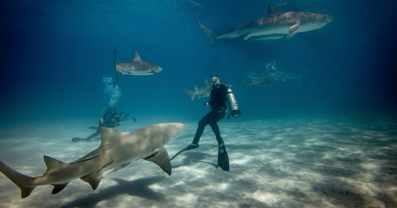Stories of close encounters with wild animals | Thumbnail includes a picture of a man diving underwater with sharks 
