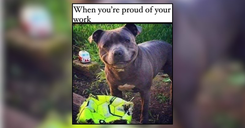 19 Precious and Playful Puppers for Pre-Weekend Pastimes 