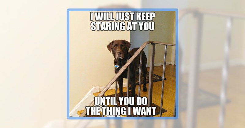 37 dog memes | thumbnail includes one meme including 'I WILL JUST KEEP STARING AT YOU UNTIL YOU DO THE THING I WANT'