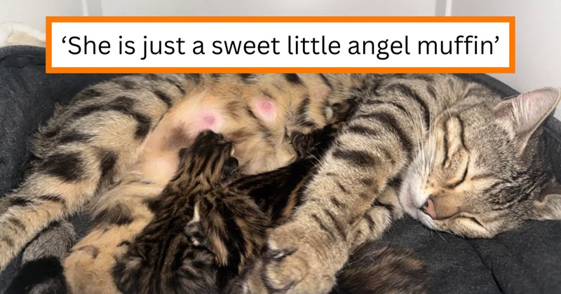 Story of a bengal cat rescue and delivery of 4 kittens | Thumbnail includes one picture of a mother bengal cat feeding her four newborn kittens and one picture of text including '‘She is just a sweet little angel muffin’'