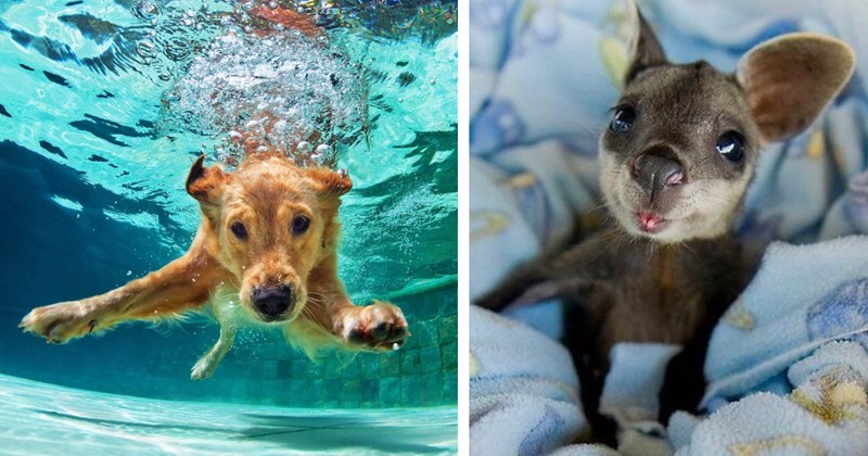 34 pictures of baby animals | Thumbnail includes one picture of a golden retriever puppy swimming underwater and one picture of a kangaroo joey