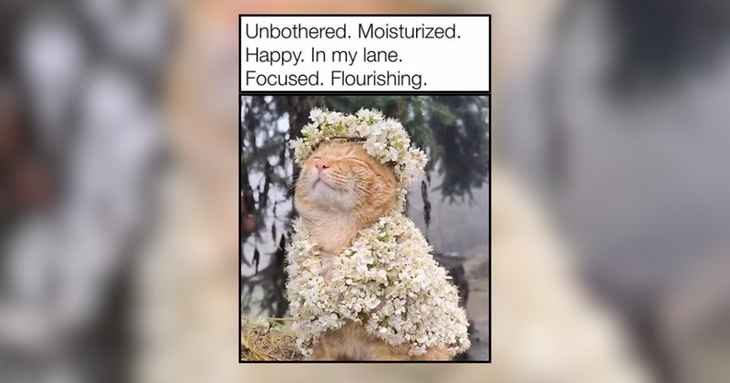15 Happy Cats to Bring a Smile to Your Meowful Morning