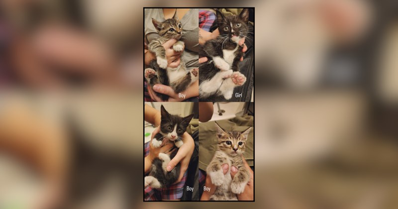 'For the third time, kittens were born on my property': Miraculous story of one lucky person getting so many cats from the cat distribution system