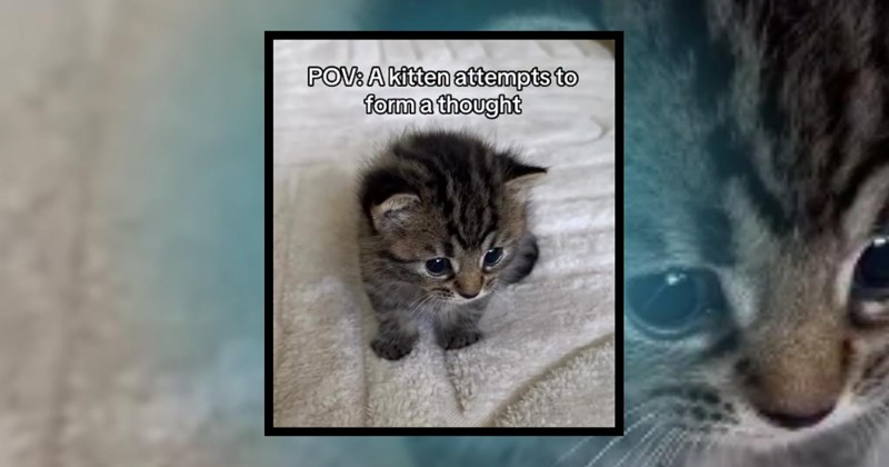 kittens memes cats cute 