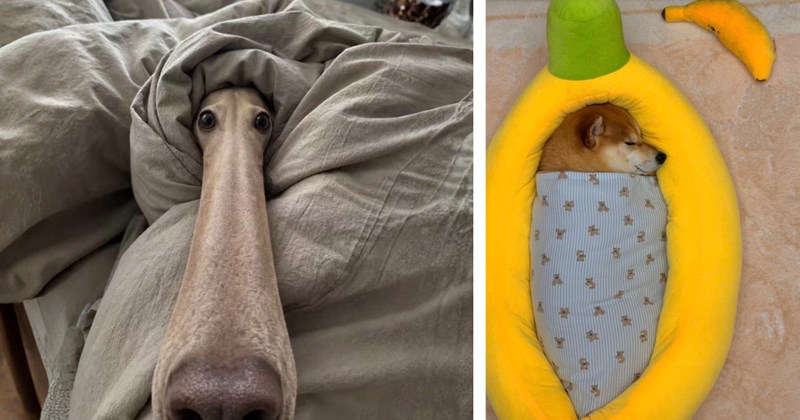 32 pictures of adorable animals | Thumbnail includes one picture of a dog's face poking out from a bed sheet, and one picture of a dog sleeping in a banana bed