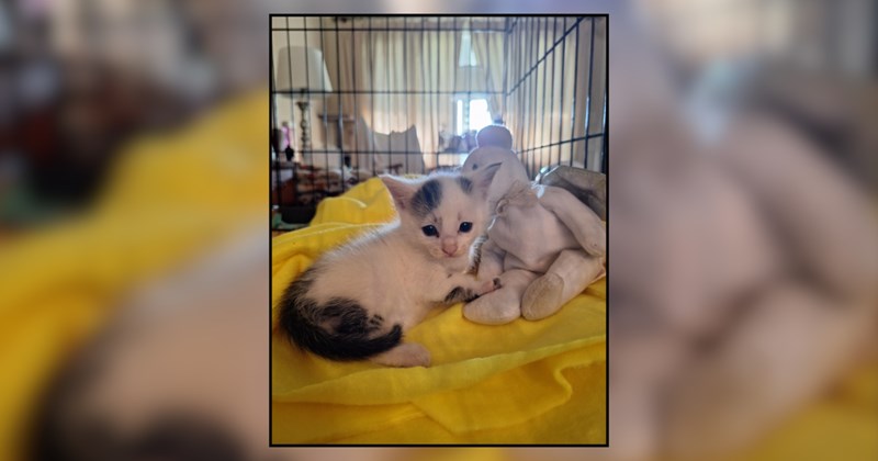 Lonely cat wants a friend, his owner stumbles upon a kitten lost among landscaping rocks and now he has a new brother