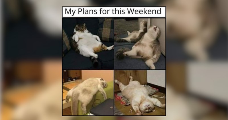 20 Dreamy Cats Whisking Us Away to Weekend Wonders