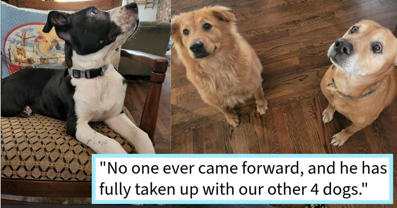 Homeless puppy chooses dog dad his fur family as its new home, claiming place in pack by running under dad’s car as he came home, dog mom says: He believes himself be lap dog even though he quickly outgrowing space’ | thumbnail includes two images one image shows a black and white puppy lying on armchair looking up, the other image shows two brown dogs sitting on floor looking up ‘“No one ever came forward, and he has fully taken up with our other 4 dogs.”’