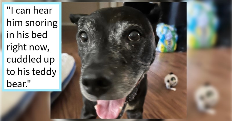 Unwanted older shelter dog finds furever home after foster pawrent fell in love with senior dog couldn’t let him go, dog dad says: ‘ shelter did not expect him to be alive more than few months 14 yrs old, now he will be 16 soon.’ | thumbnail includes one image which shows a black dog with whitening fur smiling ‘“I can hear him snoring in his bed right now, cuddled up to his teddy bear.”’
