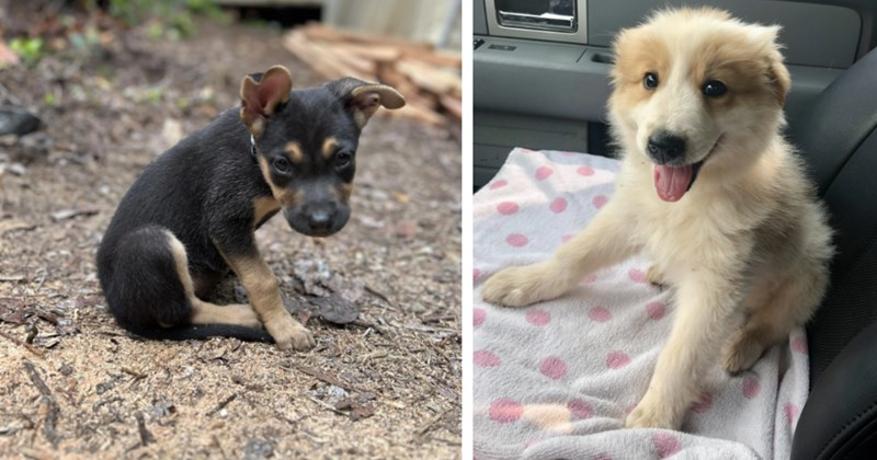 23 Awwdorable Pupper Adoption Pics Pawrents Fell Love With | thumbnail includes two images one image shows a brown and black puppy looking sad sitting on dirt, the other image shows a happy white and brown puppy sitting in car seat 